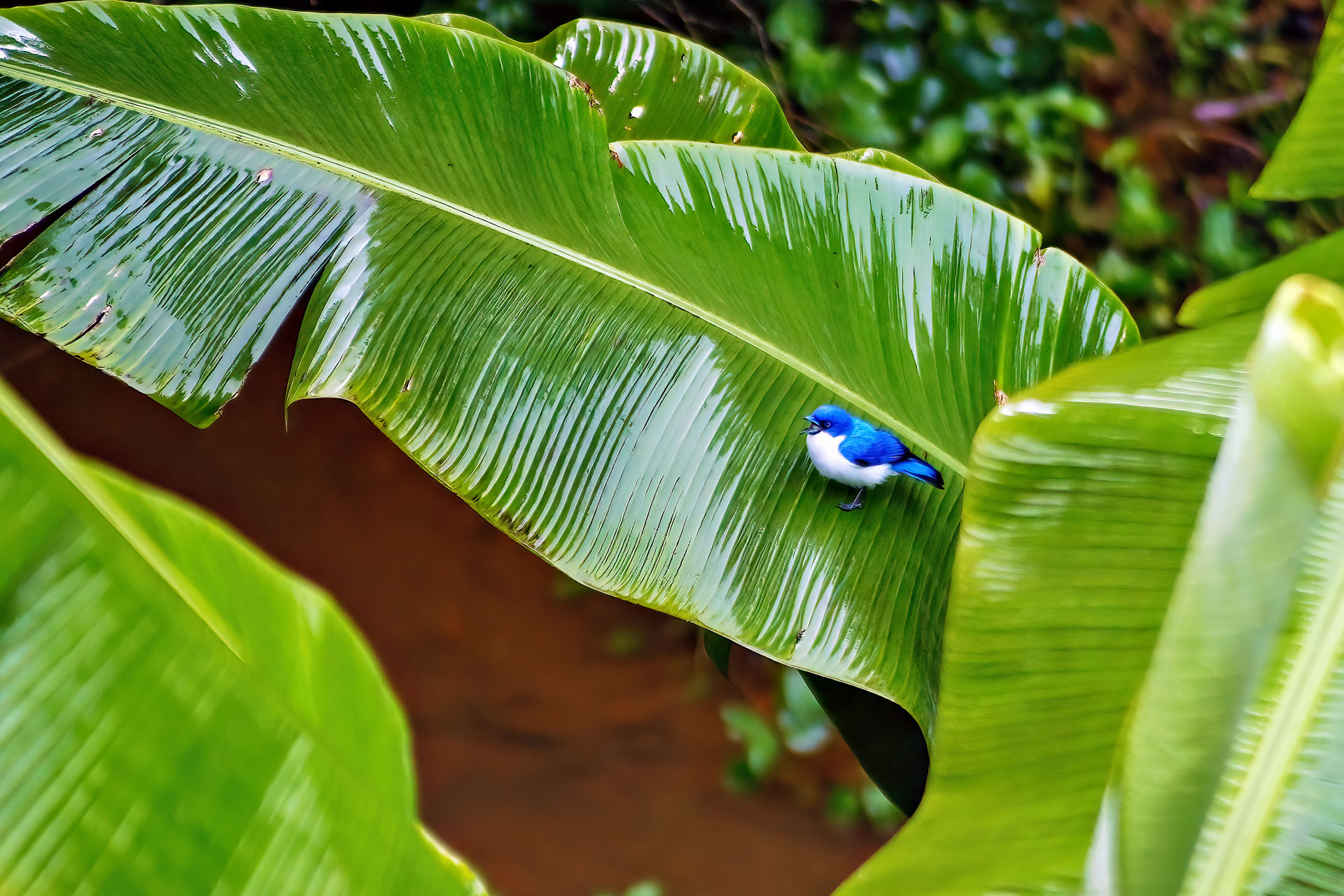 Andasibé liegt etwa 100 km nördlich von Antanarivo. Die Stadt ist vor allem für ihre beiden Nationalparks bekannt, den Analamazaotra-Nationalpark und den Andasibe-Mantadia-Nationalpark.